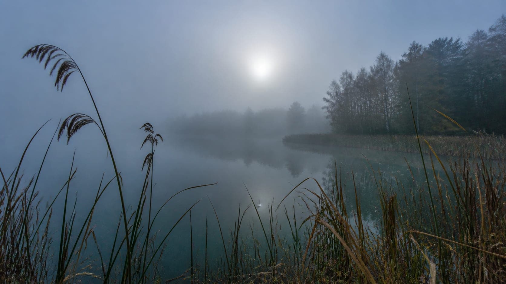 Gęsta poranna mgła nad wodą i wysokie trzciny