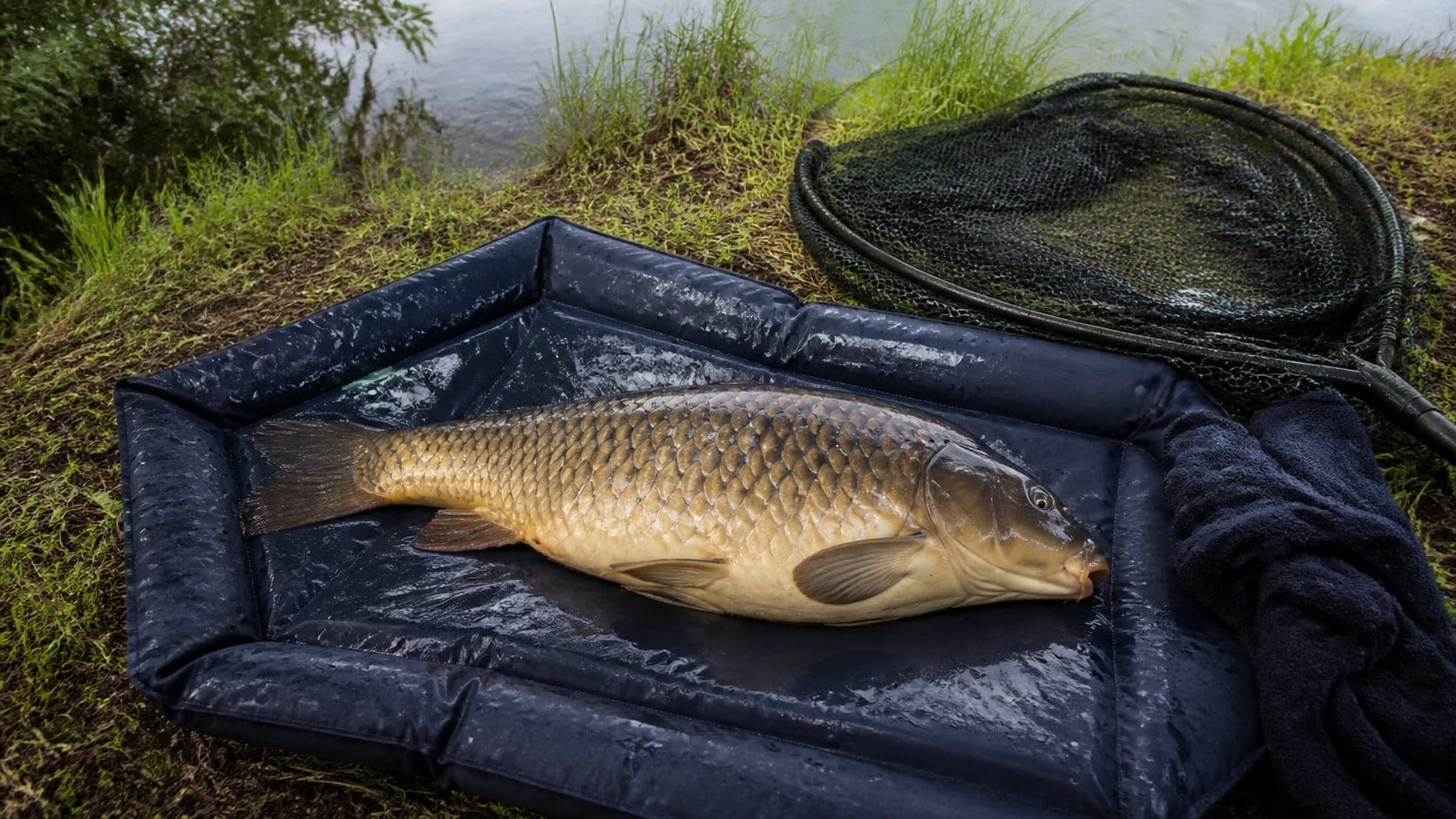 Karp leżący na mokrej macie karpiowej, obok podbierak