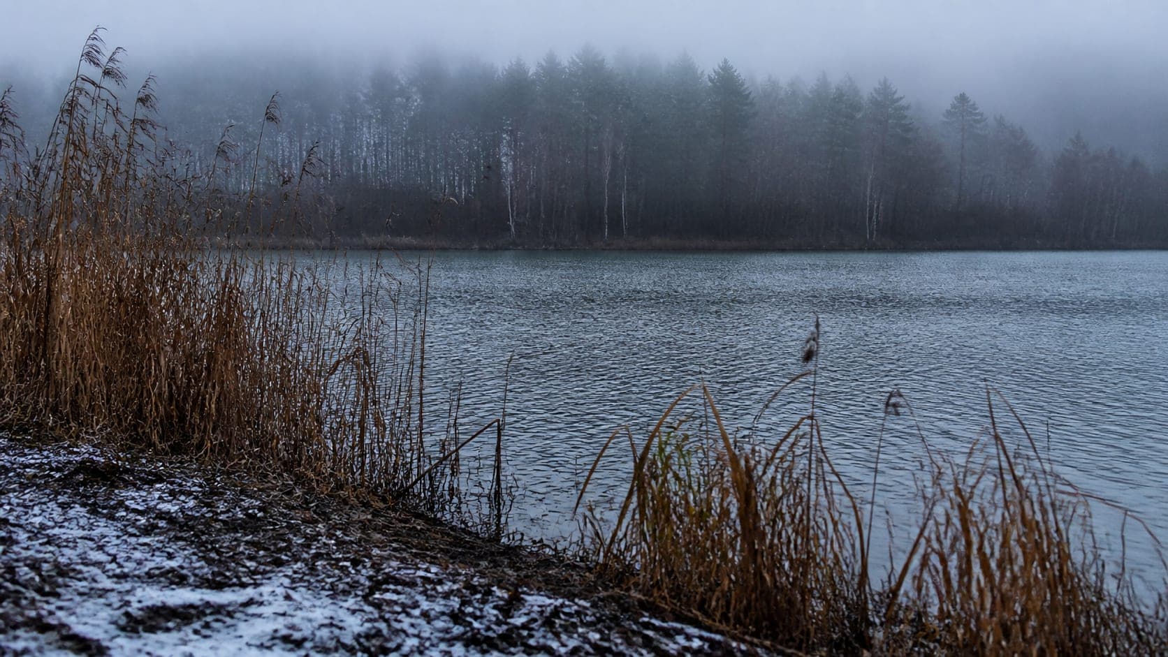 Jezioro zimą, brzeg przyprószony śniegiem i zeschłe trzciny