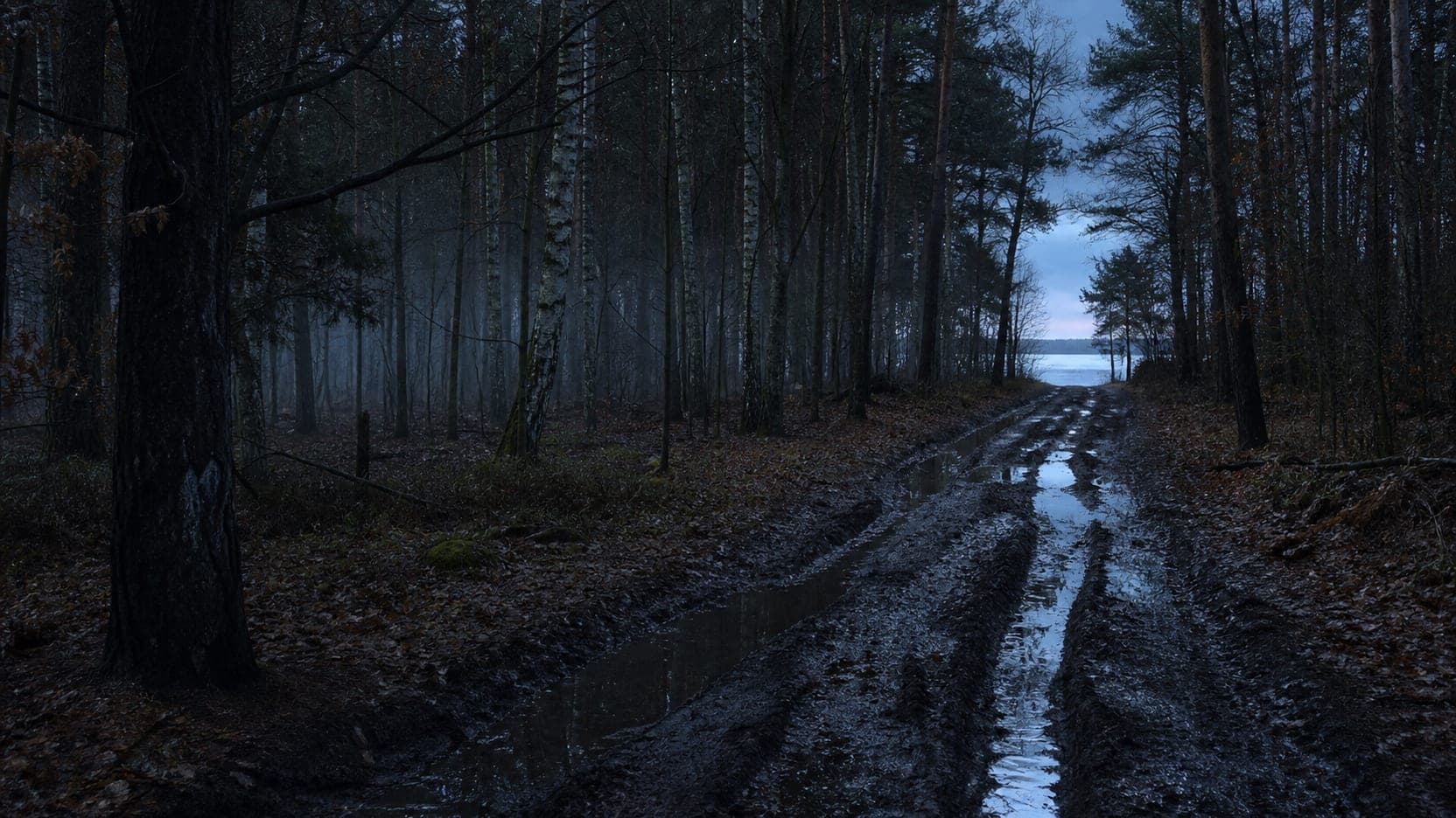 Leśna droga gruntowa o świcie prowadząca w stronę prześwitu nad wodą